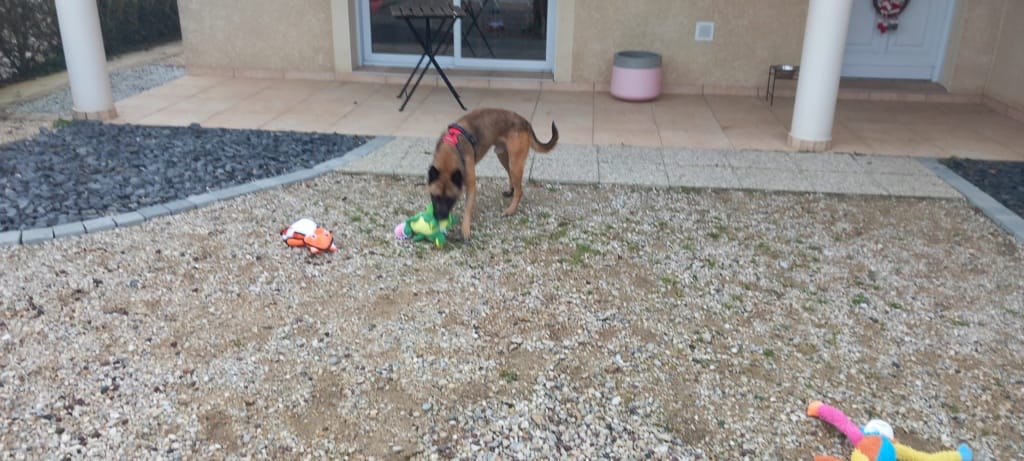 Bingo, chien à l'adoption