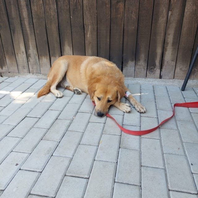 Blondu, chien à l'adoption
