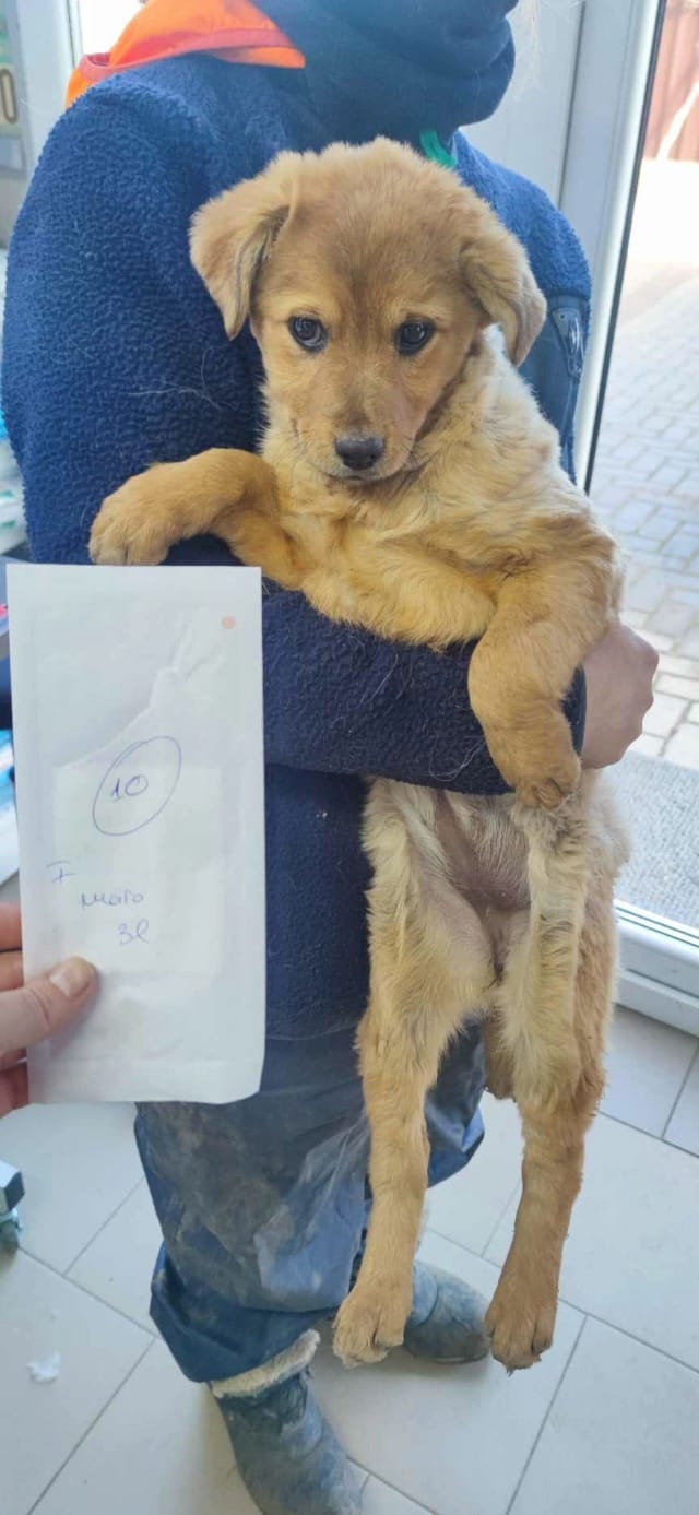 Bluette, chien à l'adoption
