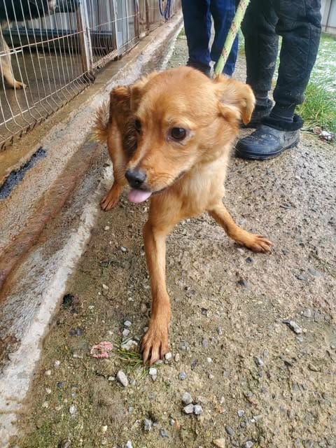 Bluette, chien à l'adoption