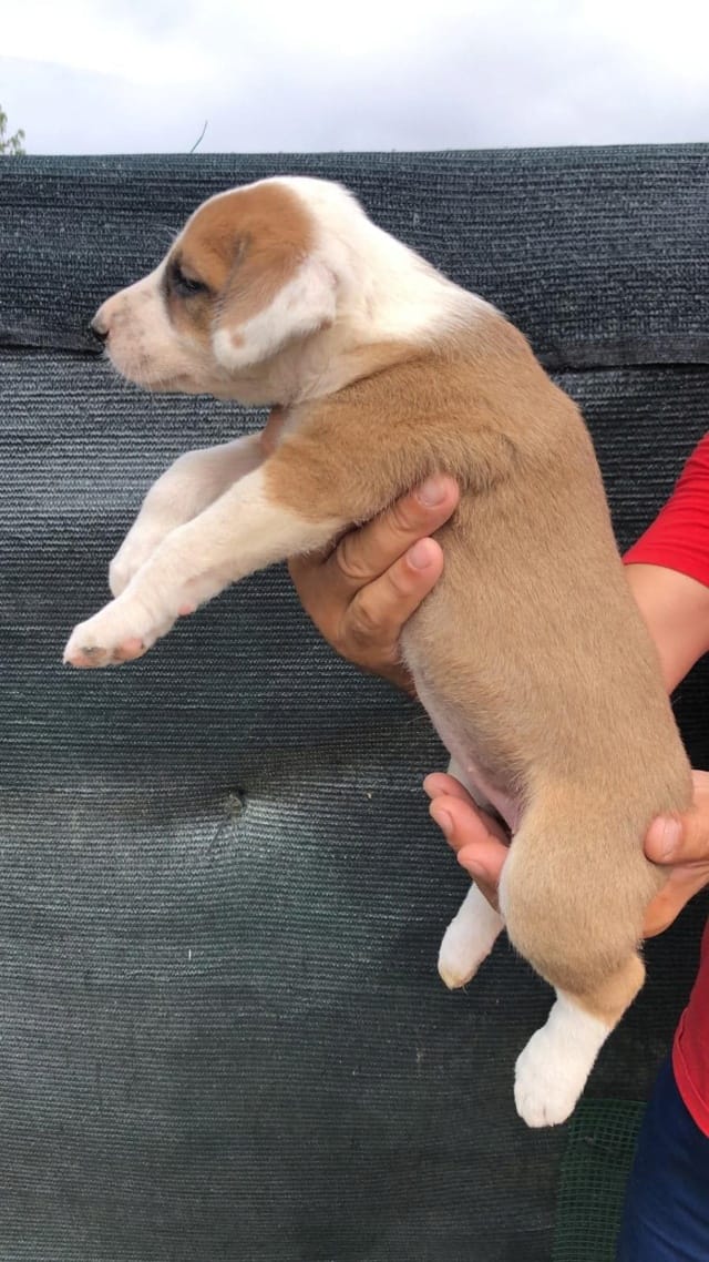 Blunote, chien à l'adoption