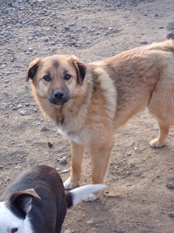 Bonifacio, chien à l'adoption