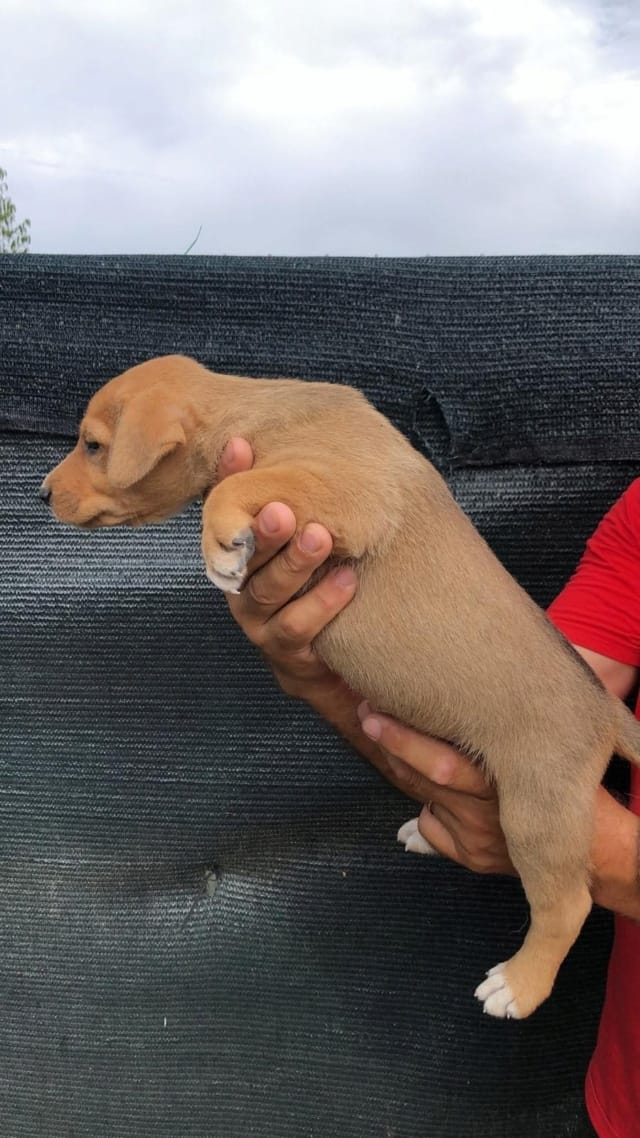 Brando, chien à l'adoption