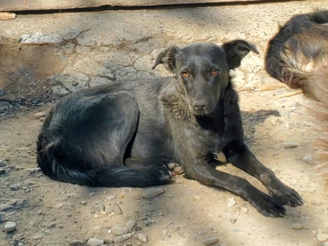 Brianna, chien à l'adoption