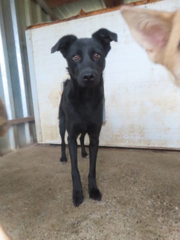 Brianna, chien à l'adoption