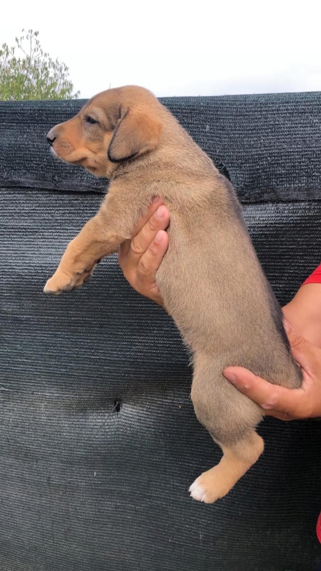 Broonize, chien à l'adoption