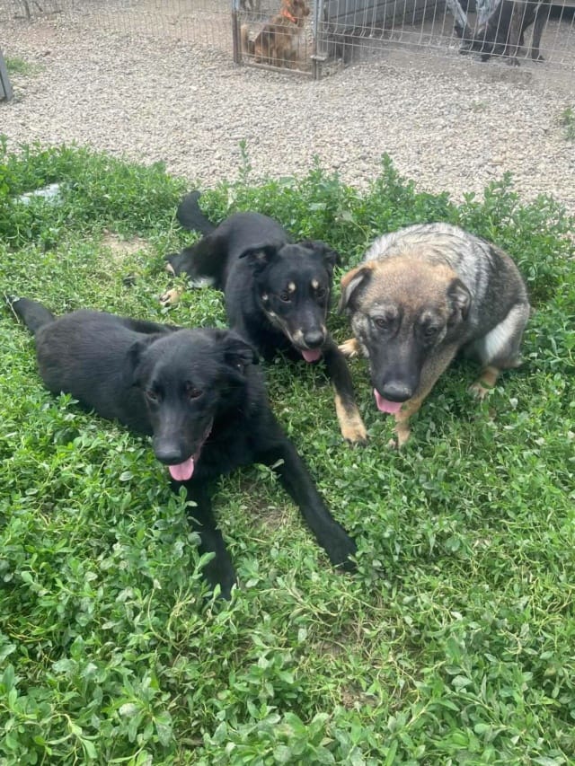 Bruno, chien à l'adoption