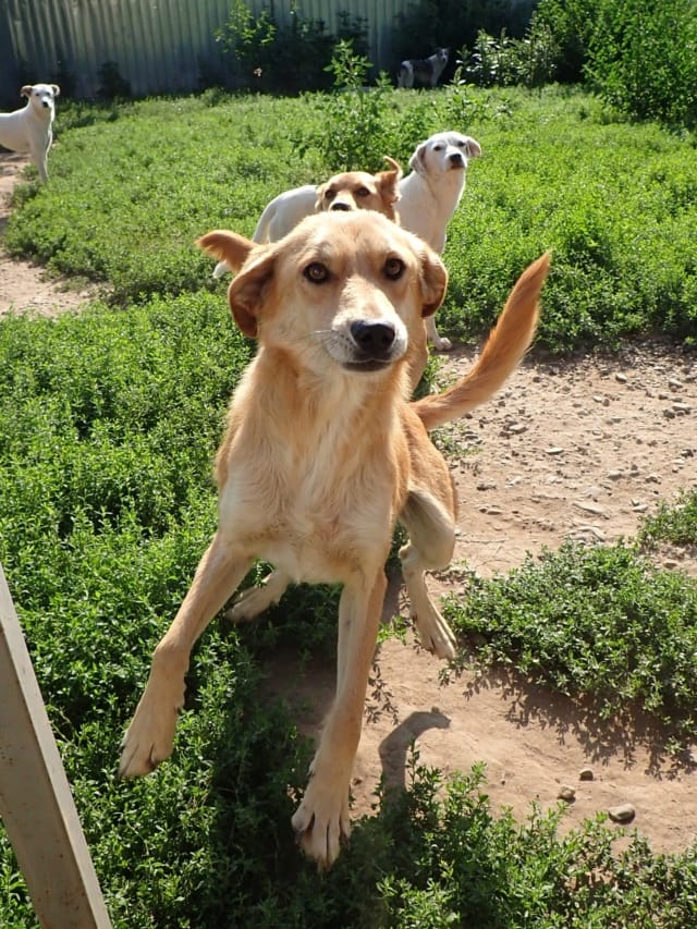 Buckley, chien à l'adoption