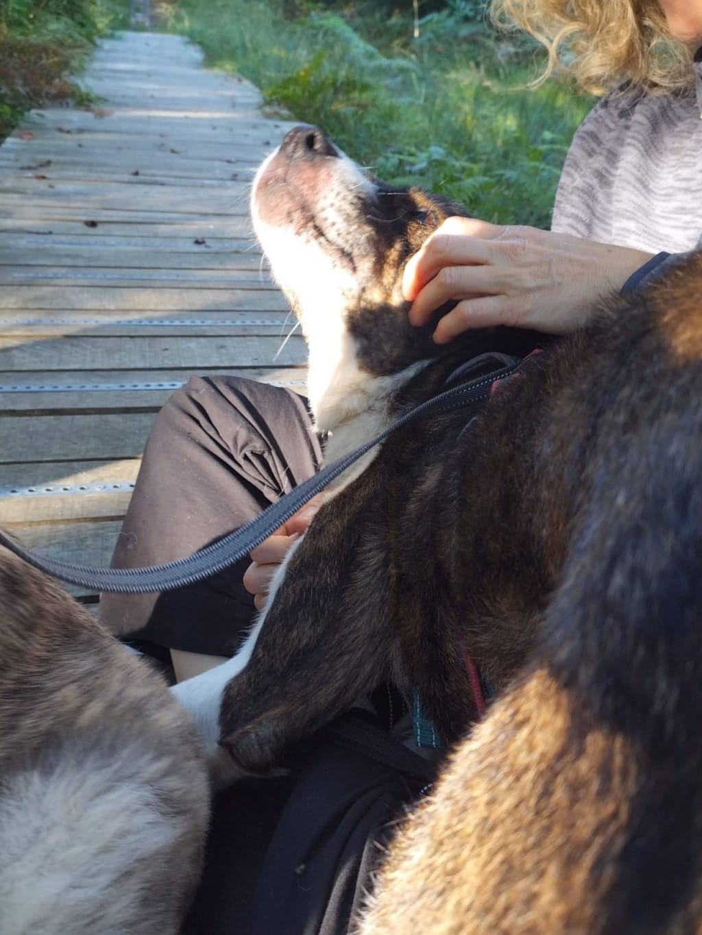 Bunker, chien à l'adoption