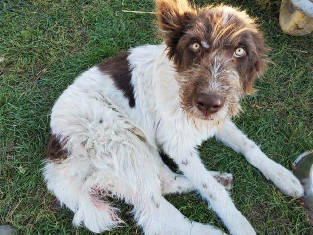Burton, chien à l'adoption