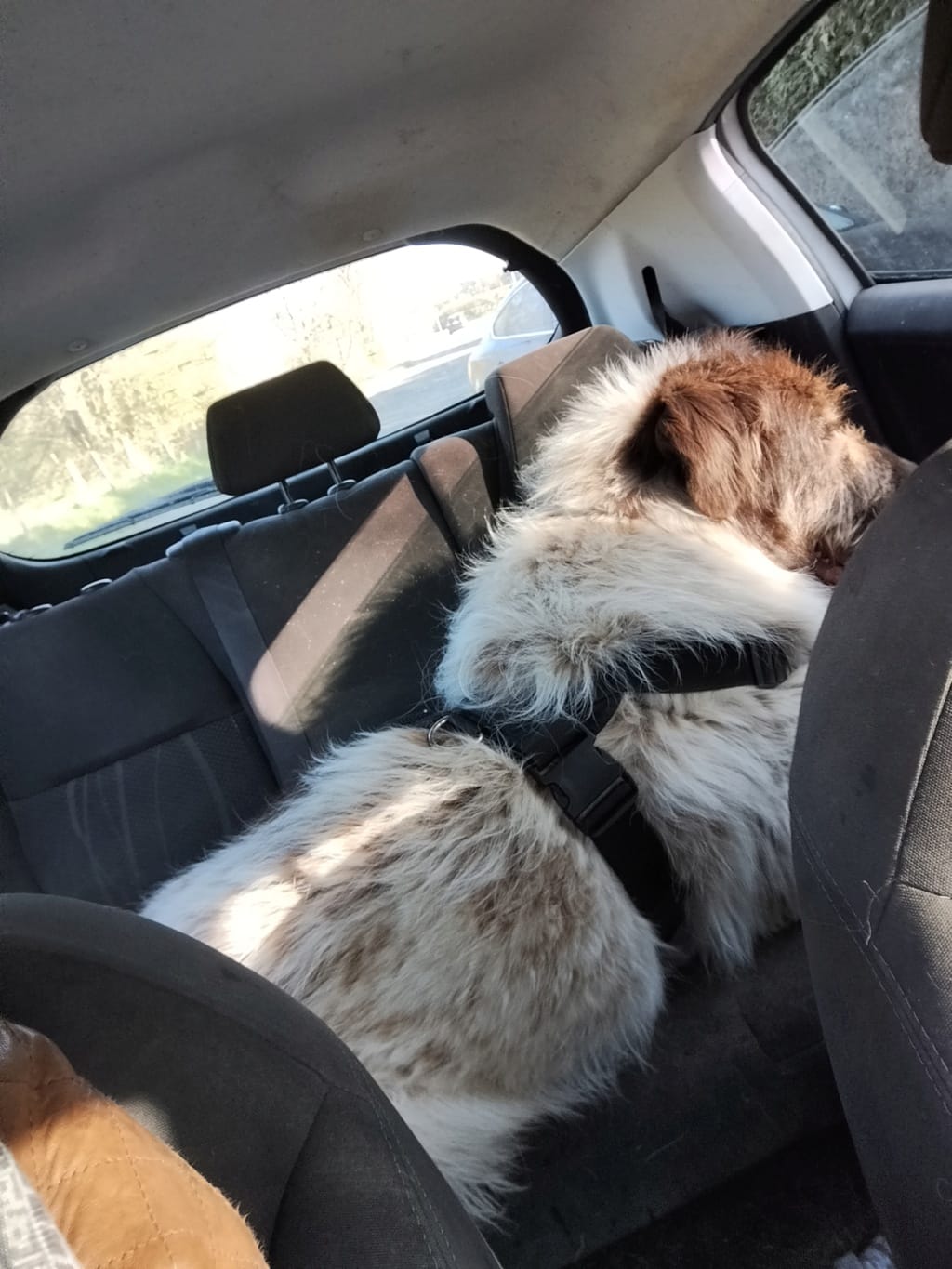 Burton, chien à l'adoption