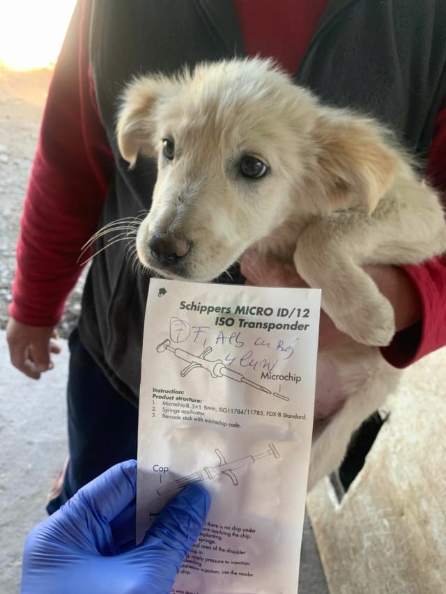Butterfly, chien à l'adoption