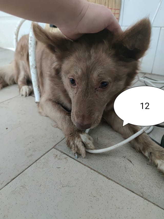 Caffea, chien à l'adoption