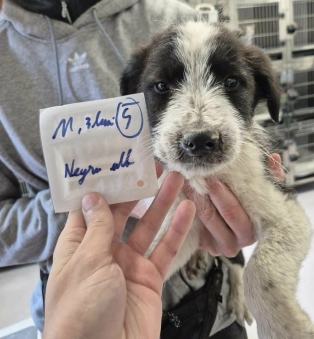 Cahir, chien à l'adoption
