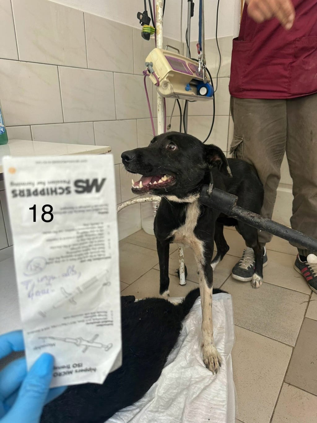 Caïpirinha, chien à l'adoption