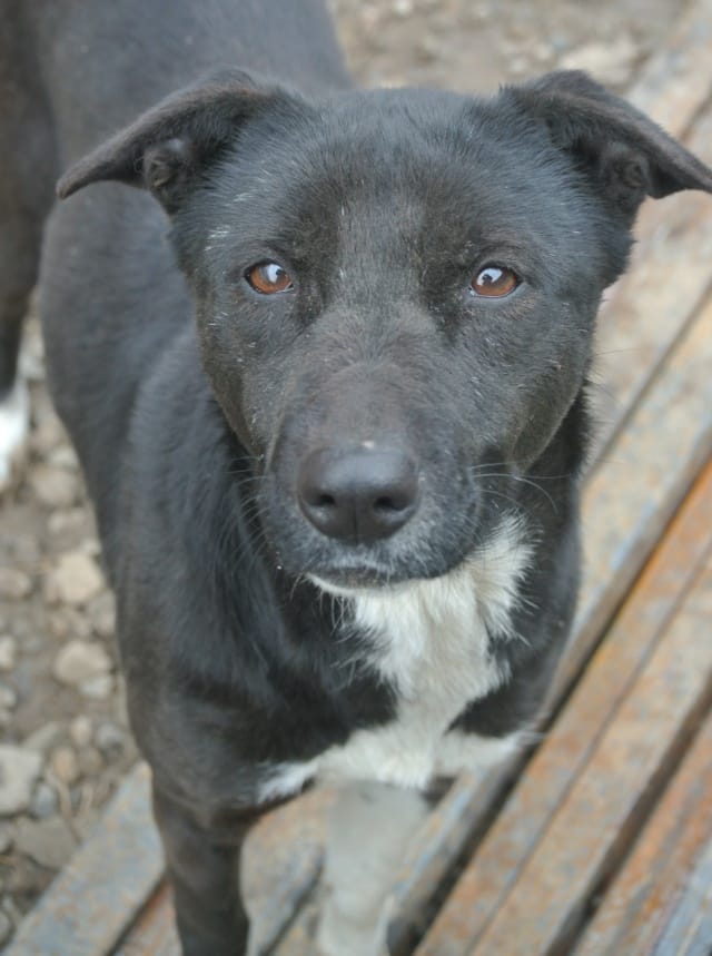 Caïpirinha, chien à l'adoption
