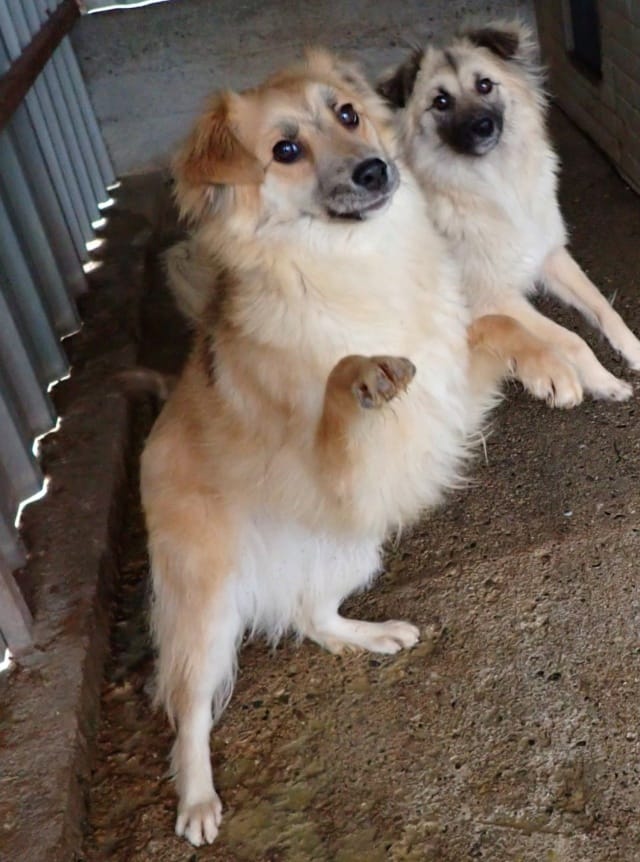 Calvin, chien à l'adoption