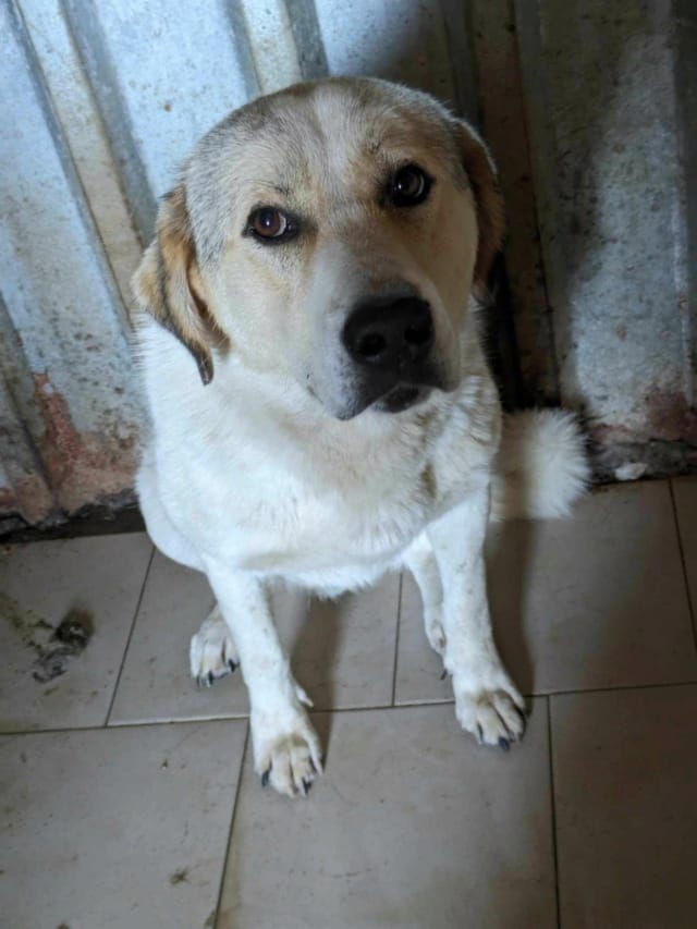 Carson, chien à l'adoption