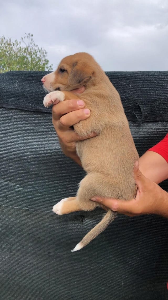 Casie, chien à l'adoption