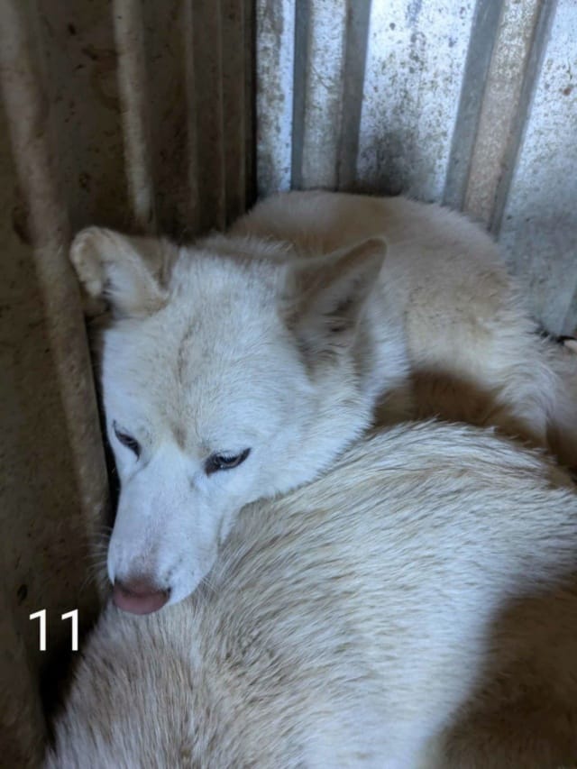 Celestine, chien à l'adoption