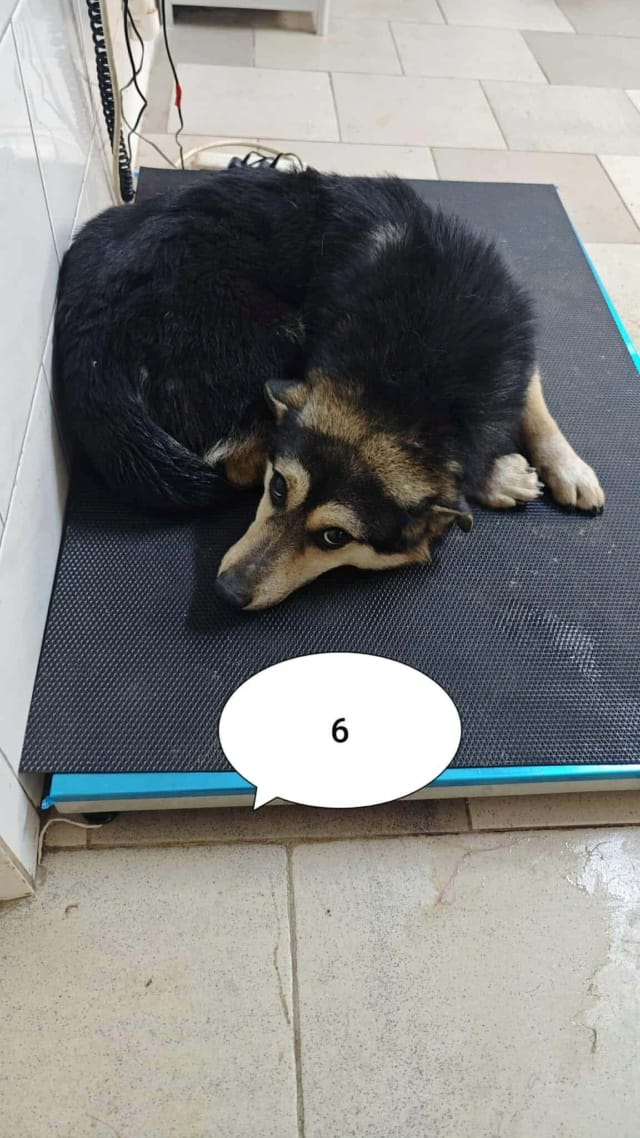 Cerruti, chien à l'adoption