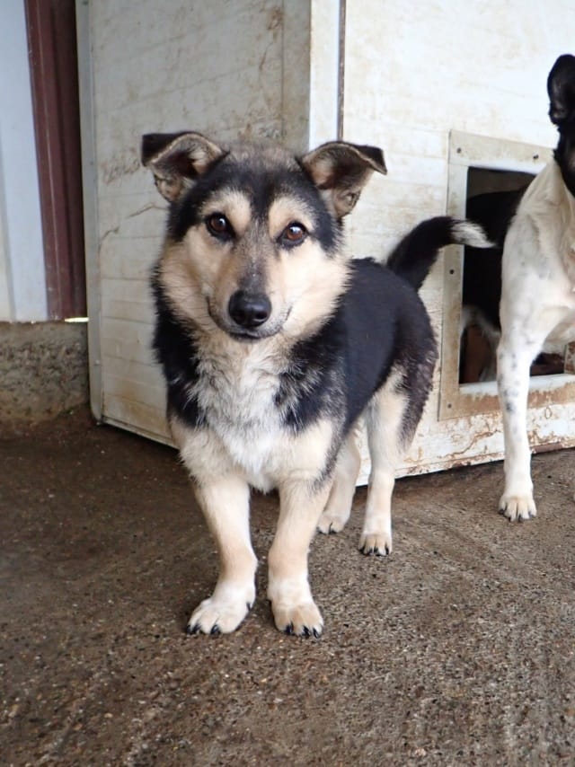 Cerruti, chien à l'adoption