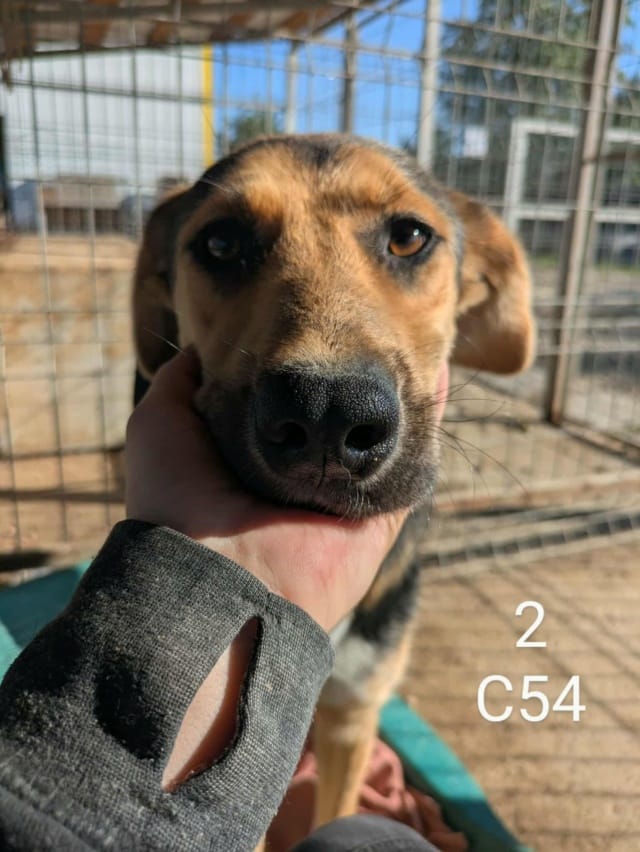 Chuan, chien à l'adoption