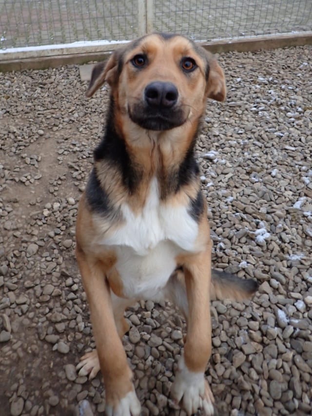 Chuan, chien à l'adoption