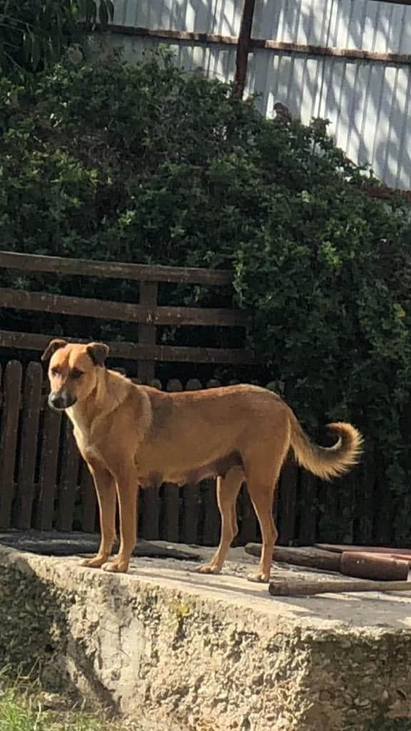 Chuppa, chien à l'adoption