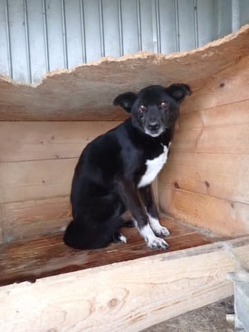 Chypre, chien à l'adoption