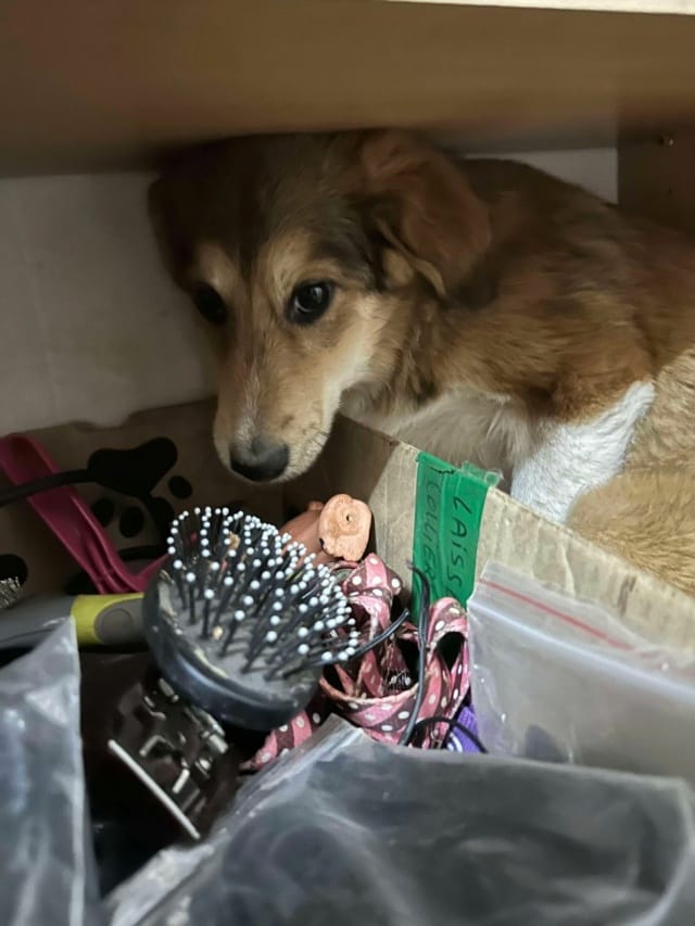 Clapa, chien à l'adoption