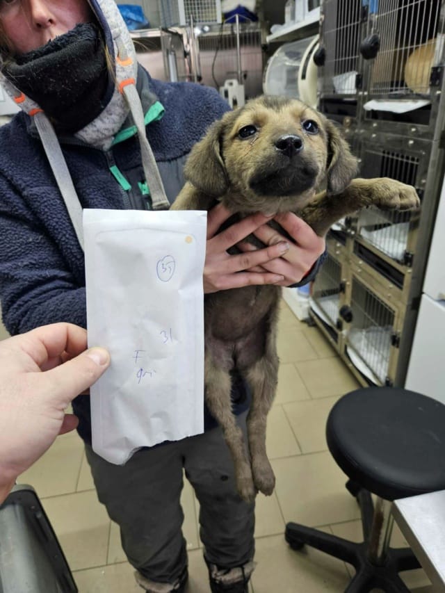 Clementine, chien à l'adoption
