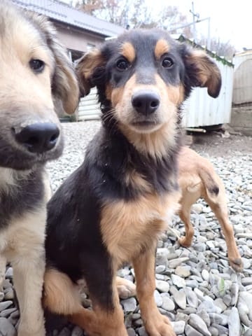 Clover, chien à l'adoption