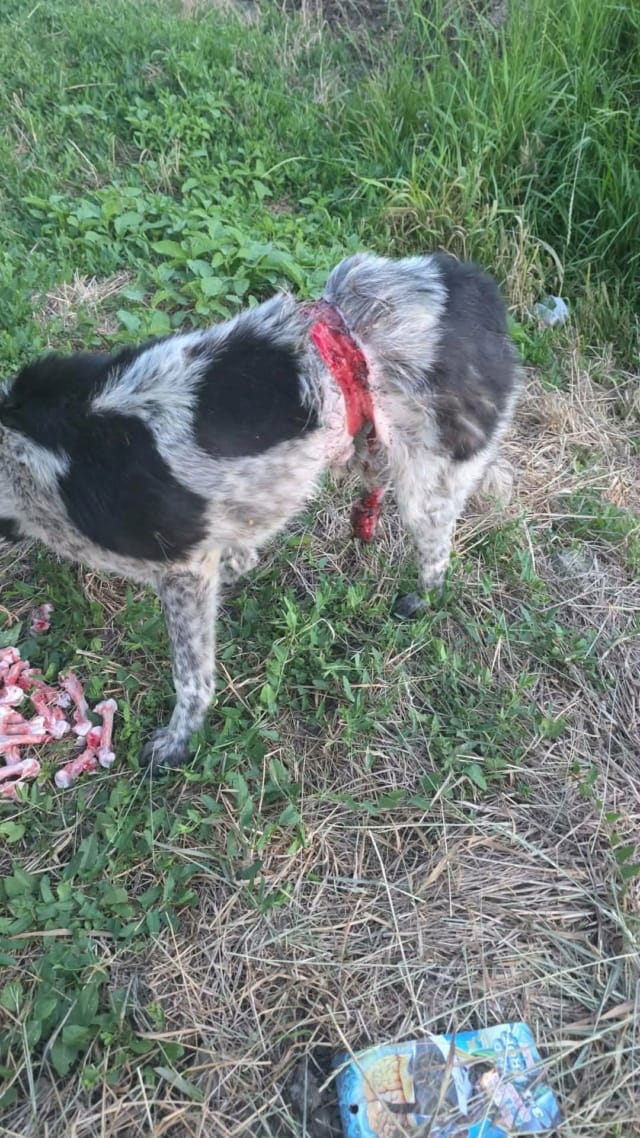 Cocky, chien à l'adoption