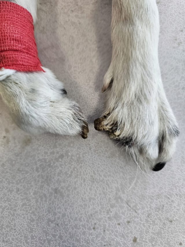 Cody, chien à l'adoption