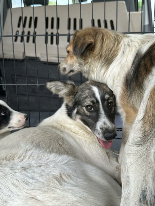 Coral, chien à l'adoption