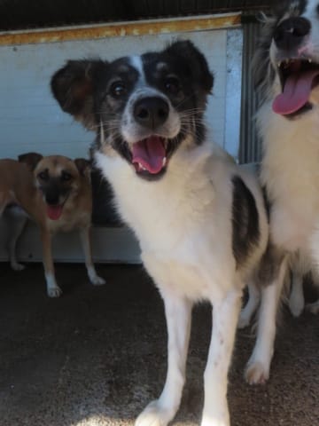 Coral, chien à l'adoption