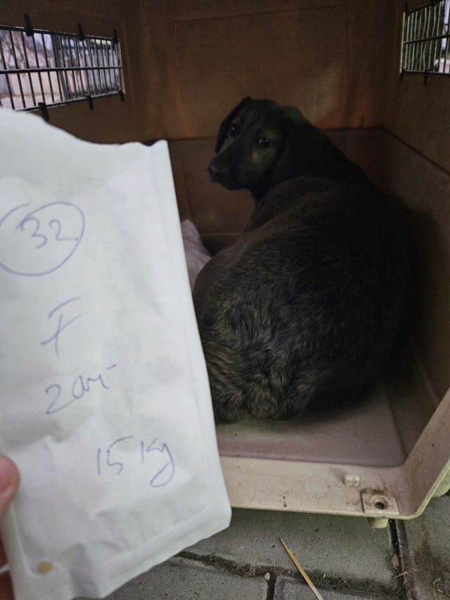 Courtney, chien à l'adoption