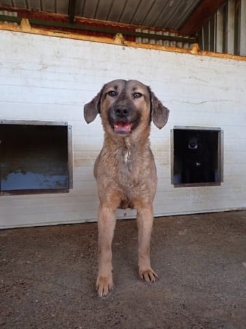 Courtney, chien à l'adoption