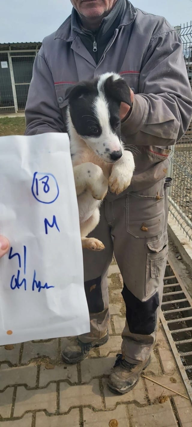 Daester, chien à l'adoption