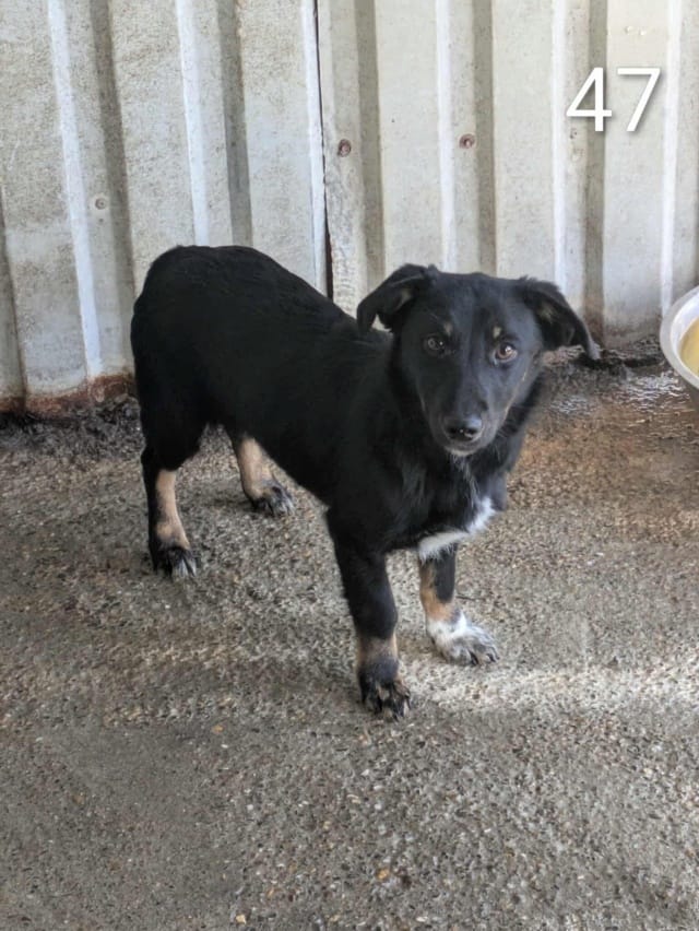 Dakota, chien à l'adoption