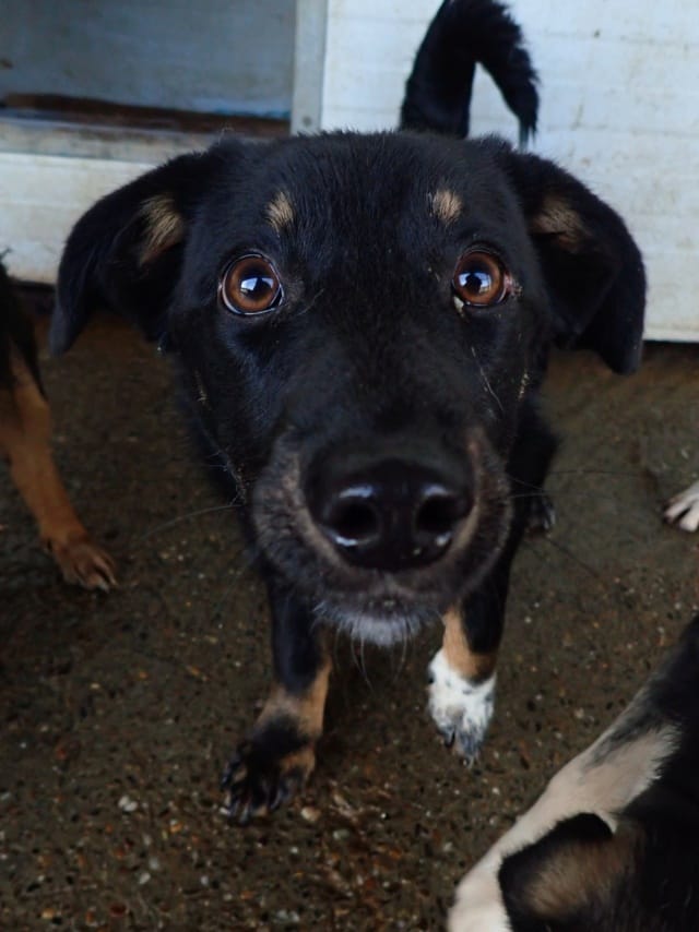 Dakota, chien à l'adoption