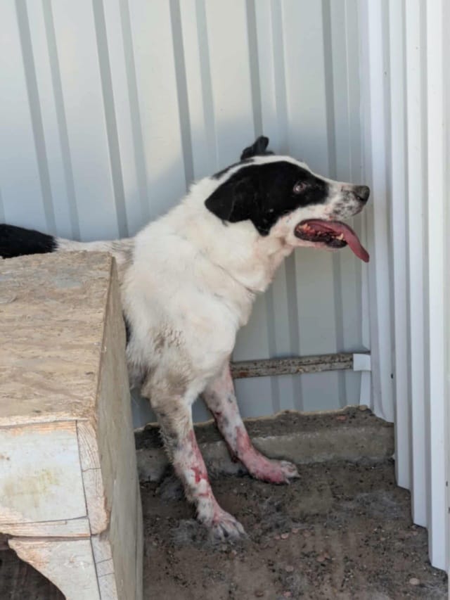 Dalton, chien à l'adoption