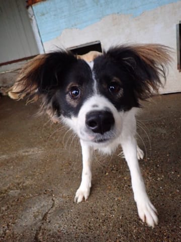 Darell, chien à l'adoption