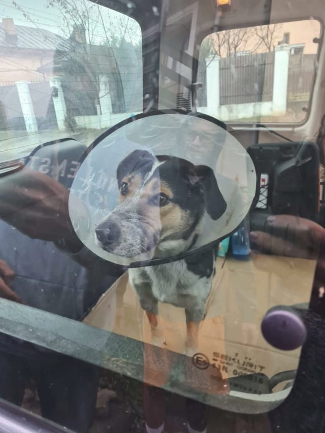 Darwin, chien à l'adoption