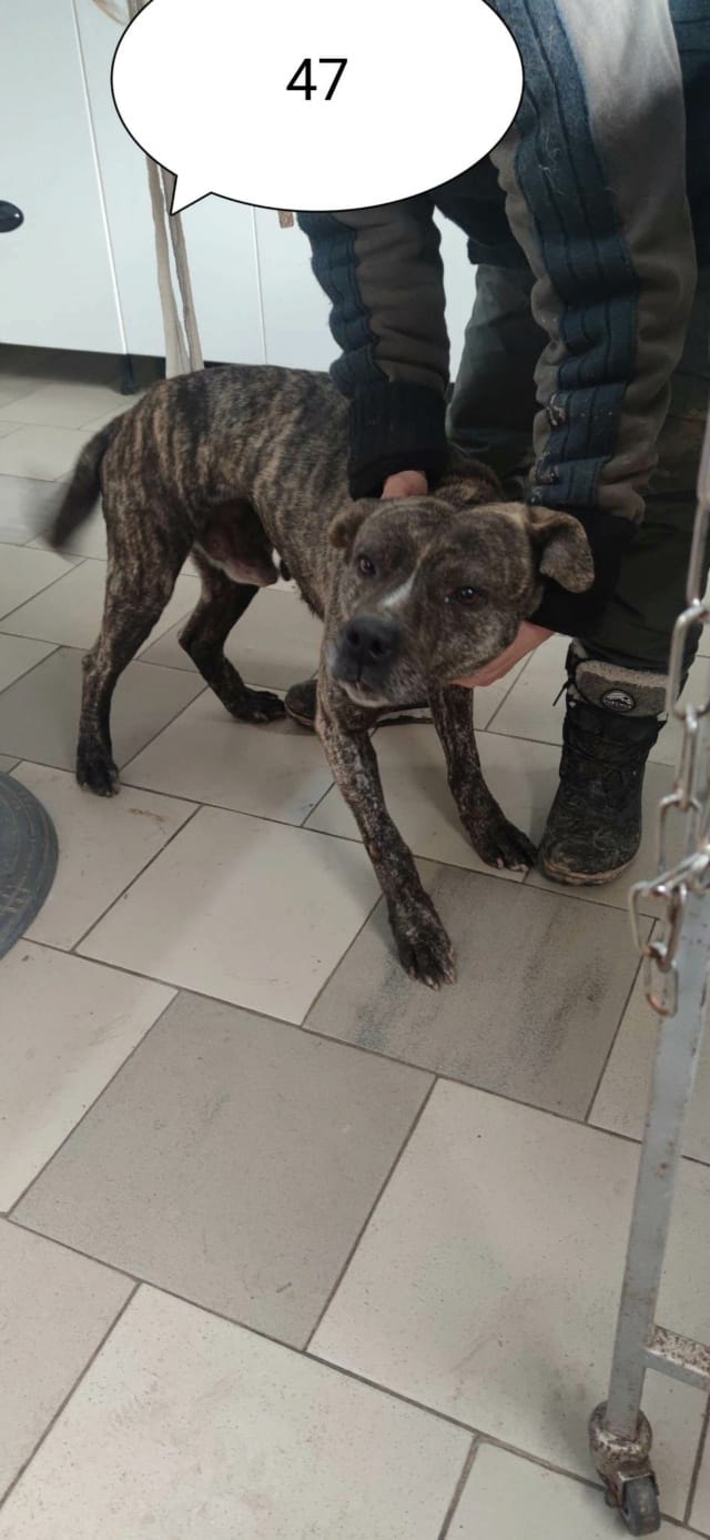 Deedjay, chien à l'adoption