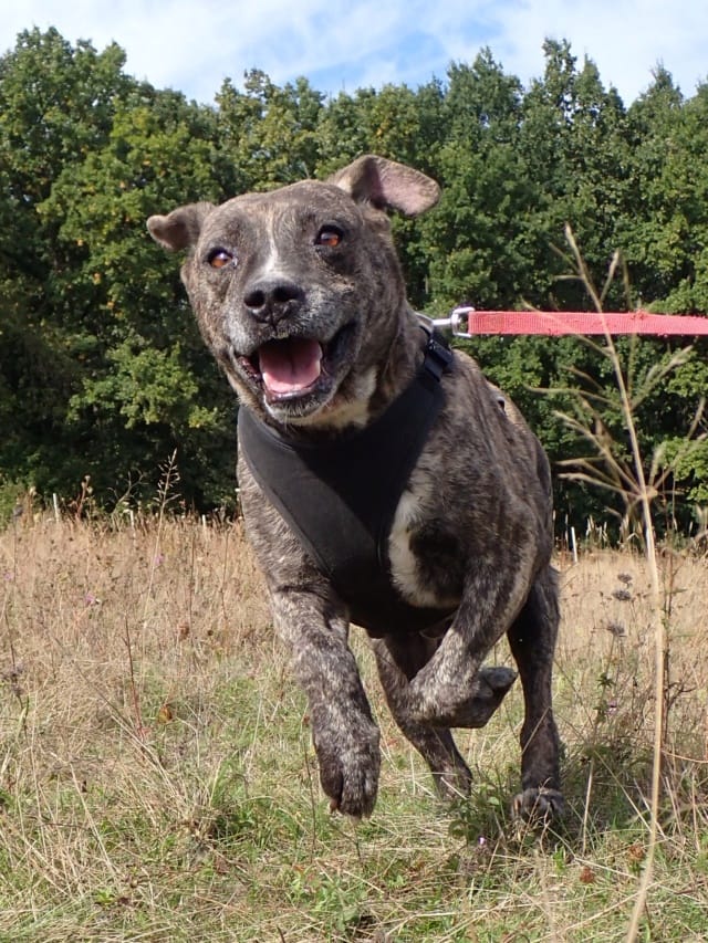 Deedjay, chien à l'adoption