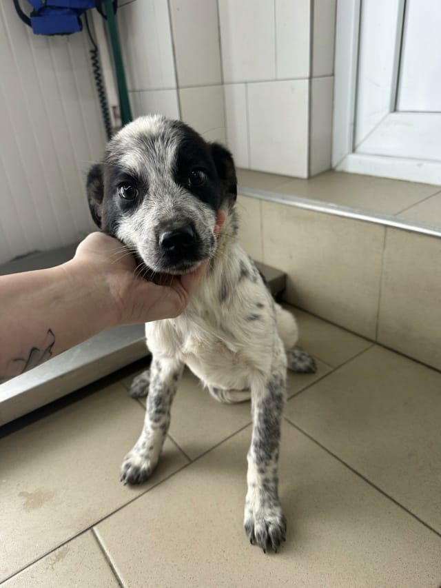 Deltyva, chien à l'adoption