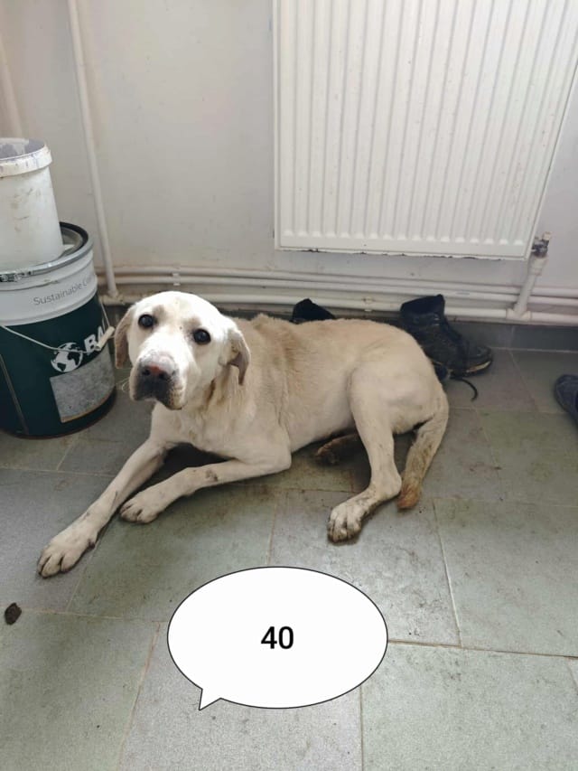Derry, chien à l'adoption