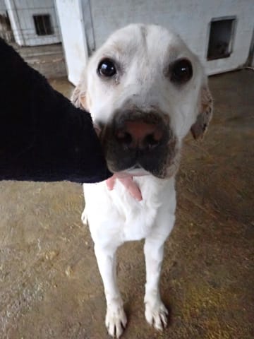 Derry, chien à l'adoption